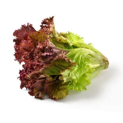 Lettuce Red Seeds For Winter Season Home Gardening (50 Seeds Per Packet ...