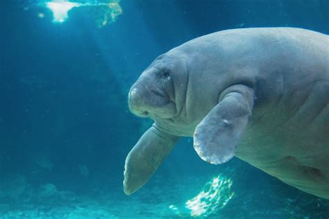 Florida manatees won't be listed as an endangered species | WUSF