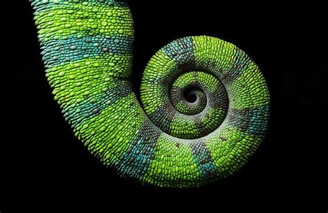 What is Radial Balance