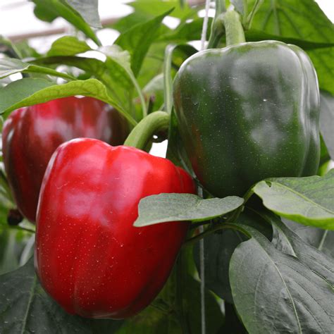 Bell Pepper Plant Seedling