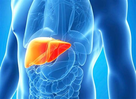 Image result for Liver Function Fuites