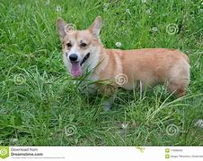 Image result for Cute Pet Animals