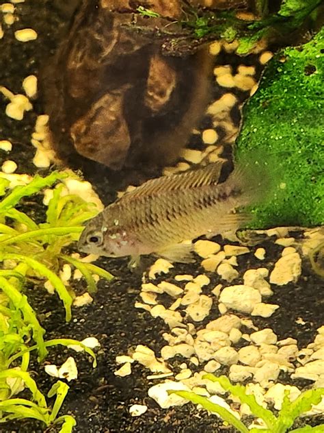 Can anybody tell me whether these apistos are male or female? : r/Aquariums