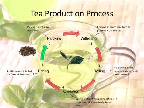 Image result for Tea Processing Steps