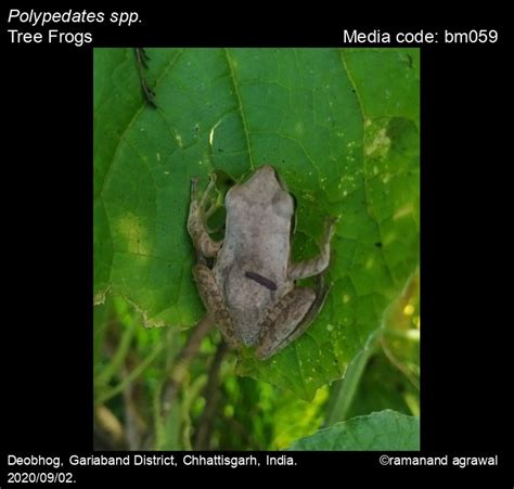Polypedates spp. - Tree Frogs | Amphibians