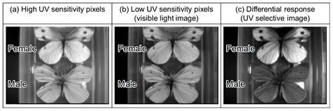 An Optical Filter-Less CMOS Image Sensor with Differential Spectral ...