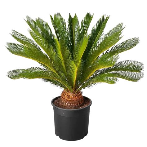 ROOKHRAJ PAUDHSHALA Decorative Cycus Palm, Plant , Sago Palm Cycus ...