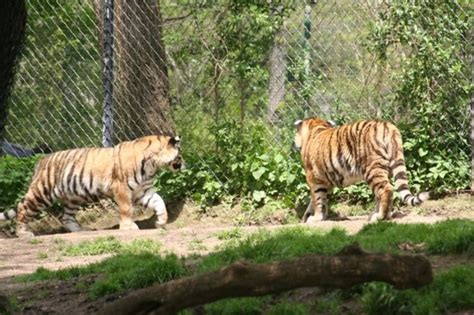 Pittsburgh Zoo and PPG Aquarium, carnegie, United States Of America ...