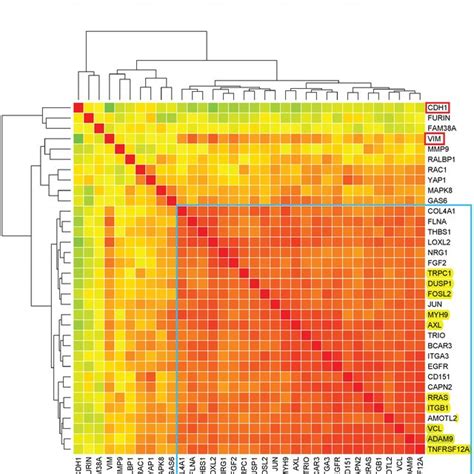 CIM Expression 的图像结果