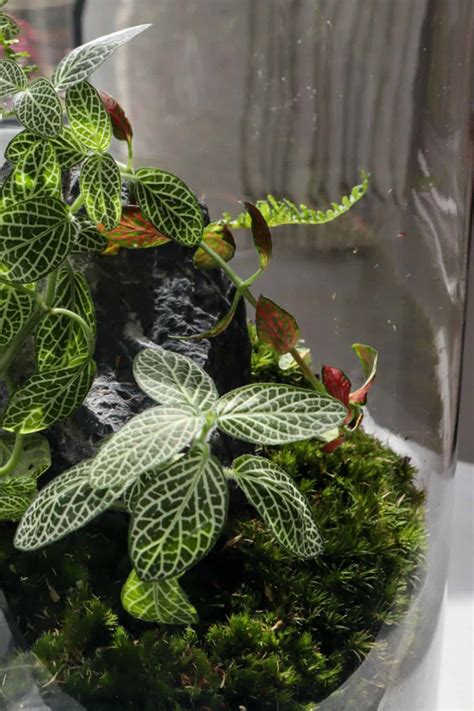 10 Low Light Terrarium Plants (That’ll Thrive in the Shade!)