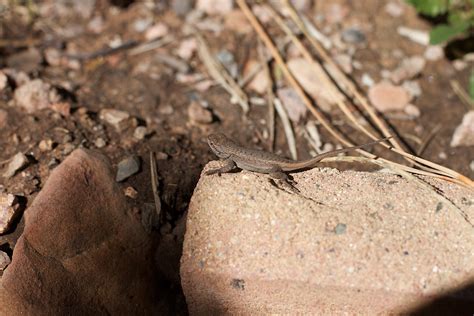 Browsing Animals 的图像结果