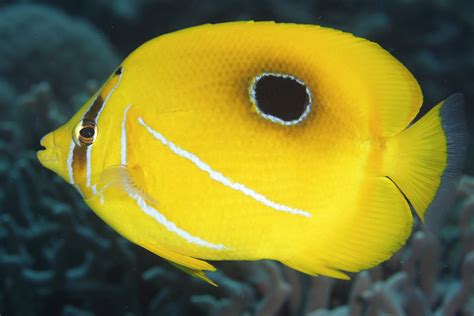 Image result for butterfly fish