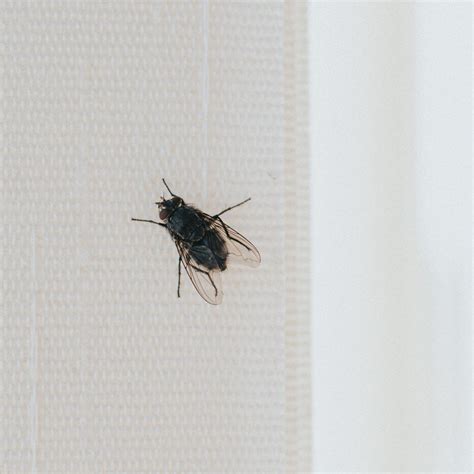 Small Flies In Bathroom Uk How To Get Rid Of Drain Flies And Keep Them