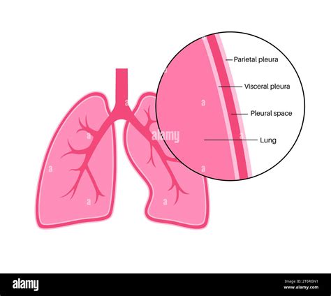 Pleura anatomy, illustration Stock Photo - Alamy
