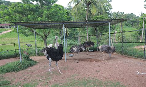 Kuriyottumala - Official Site | Kollam Jilla Panchayath Department of ...