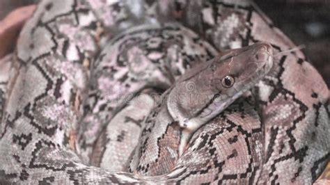 Image result for Is Reticulated Python Venomous