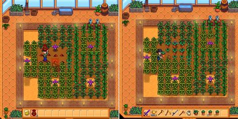Stardew Valley Rare Seed: How To Grow It