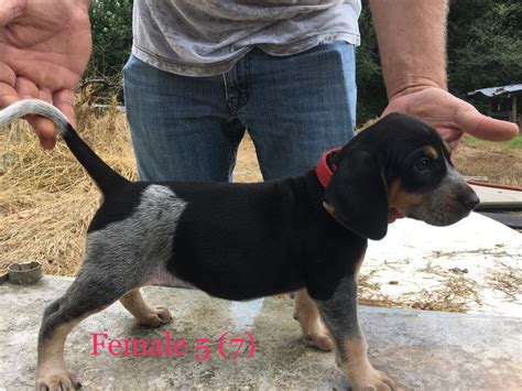 Bluetick Coonhound Puppies For Sale | Clermont, GA #241903
