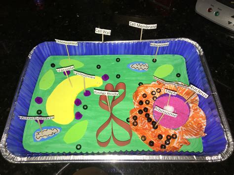 Plant Cell 3d Model Biology Projects Plant Cell Project Cells Project ...