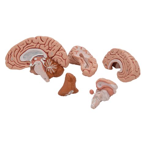 Rezultat imagine pentru Labeled Brain Model