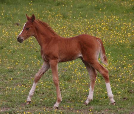 indian Spin Crush,In the dynamic world of online gaming