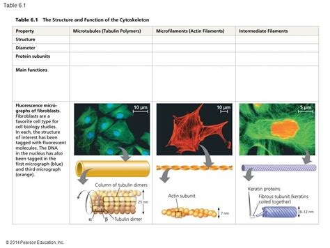 Image result for Cytoskeleton Structure