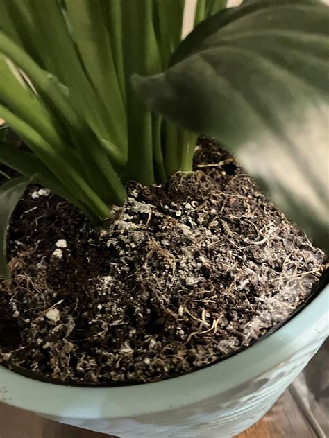 Peace Lily soil : r/GardeningIndoors