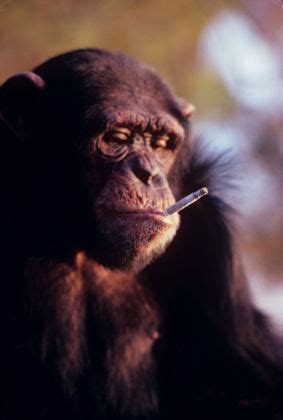 Chimp Using Fire 的图像结果