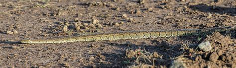Image result for Central African Rock Python