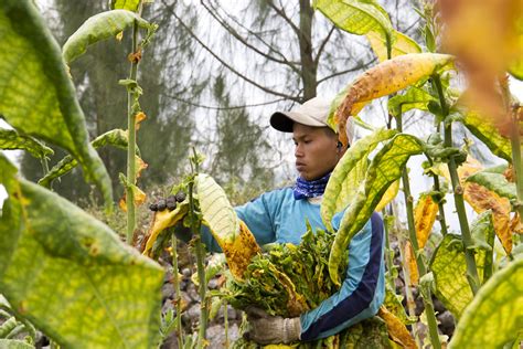 Jenis Tembakau di Indonesia dan Pemanfaatannya