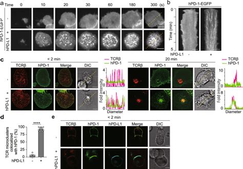 Pcdf Vector 的图像结果