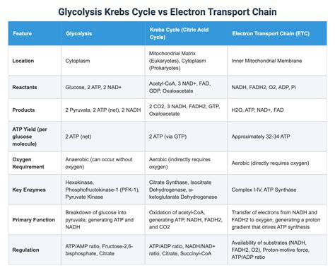 Glycolysis Krebs Cycle vs Electron Transport Chain