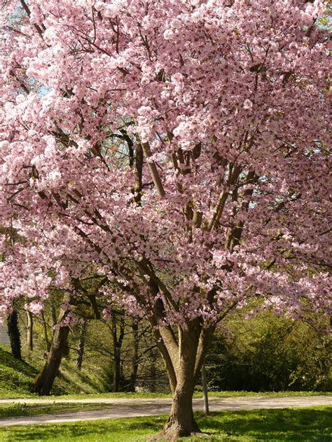Free Images : tree, branch, flower, bloom, spring, produce, botany, pink, cherry blossom, smell ...