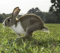 Image result for Cute Animals Bunny 100