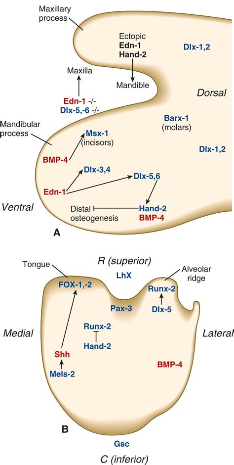 Head and Neck - Clinical Tree