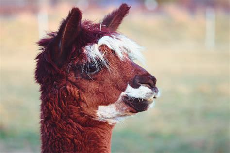 Free Images : animals, hair, head, eye, llama, alpaca, plant, camelid ...