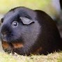 Image result for Fluffy Guinea Pig Baby