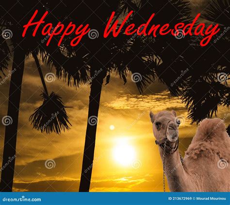 Design of `Happy Wednesday` - `the Hump Day` Stock Image - Image of ...