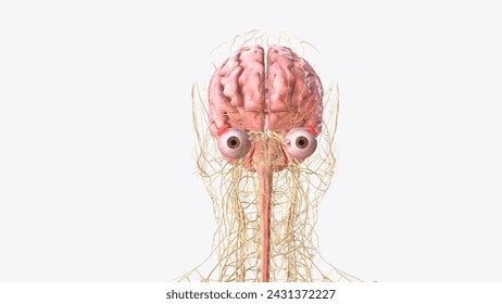Central Neuron System 的图像结果