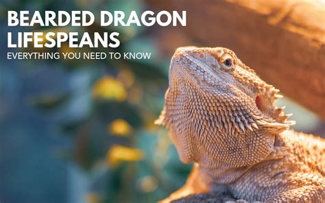 Bearded Dragon Lifespans: How Long Do Bearded Dragons Live?