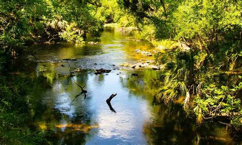 Increased saline spells trouble for freshwater insects like mayflies: Study