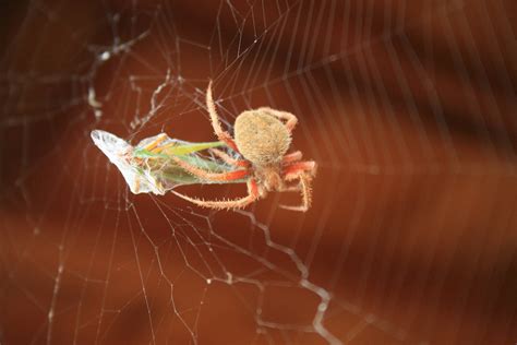 Common House Spiders In Oklahoma at Kathryn Ono blog