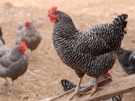 The Top 10 Friendliest Chicken Breeds