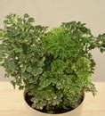 Aralia Golden Variegated White and Variegated White Mini Plant Bouquet ...