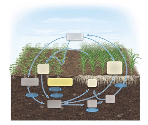 Nitrogen Fixation Diagram | Quizlet
