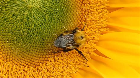 Image result for Free-Flying Bee Video Clips