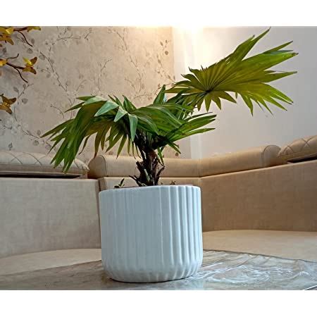 Niyara Premium White Self Pattern Look Ceramic Pots Planters for Indoor ...