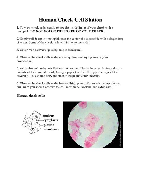 Cheek Cell Experiment Method 的图像结果