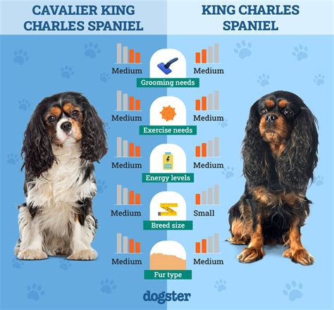 Cavalier King Charles Spaniel vs. King Charles Spaniel: The Differences (With Pictures) – Dogster