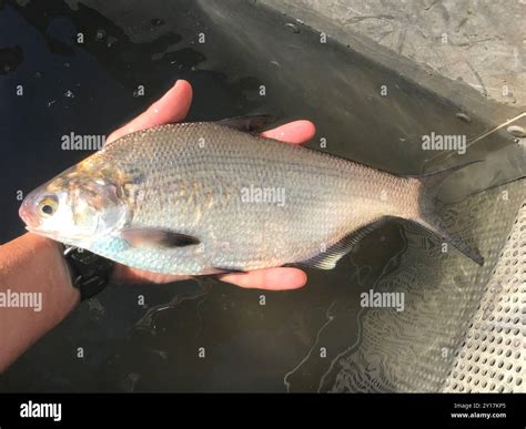 American gizzard shad hi-res stock photography and images - Alamy